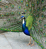 Pfau   (PiPs)
