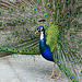 Pfau   (PiPs)