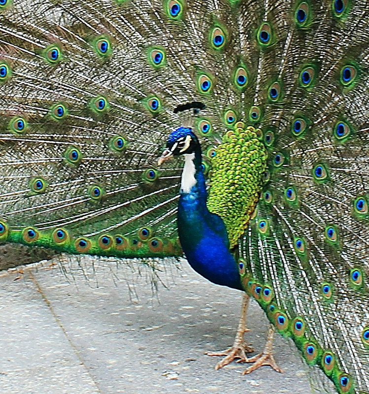 Pfau   (PiPs)