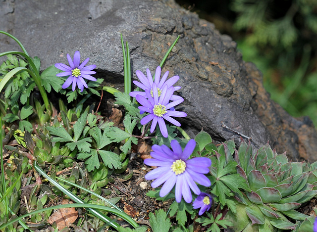 Anemones blanda (4)