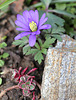 Anemones blanda (5)