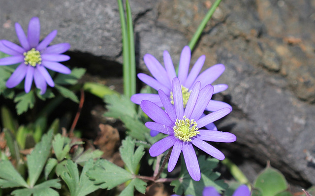 Anemones blanda (2)