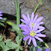 Anemones blanda (2)