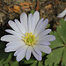 anemone blanda blanche