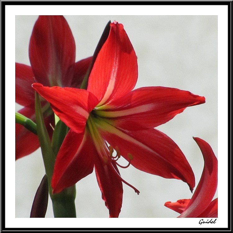 Amaryllis