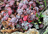 Sedum spathulifolium