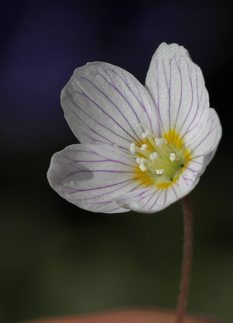 Oxalis