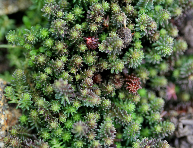 Sedum sexangulare