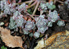 Sedum spathulifolium