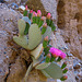 Cactus Flowers (1391)