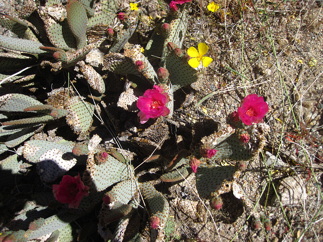 Cactus Flowers (1404)