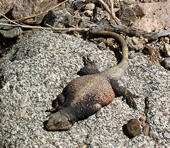 Chuckwalla (1395)