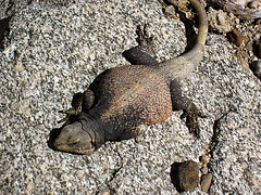 Chuckwalla (1396)