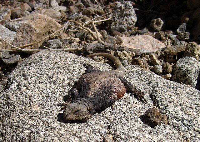 Chuckwalla (1398)