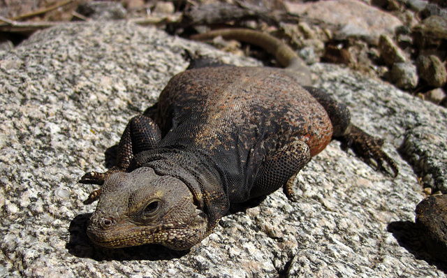 Chuckwalla (1400)