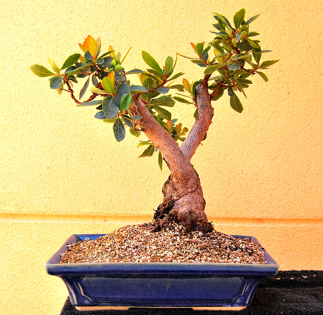 Bonsai de Berna 2