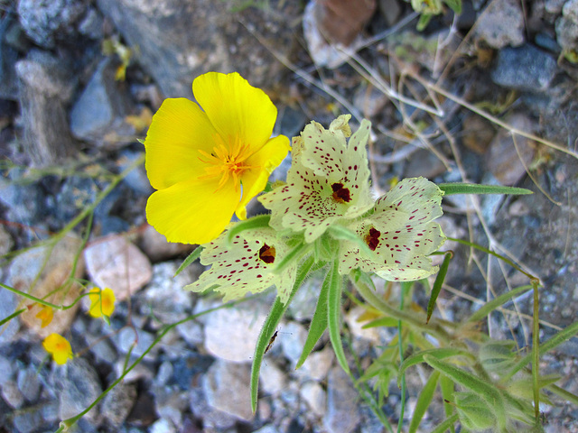 Ghost Flowers (1383)