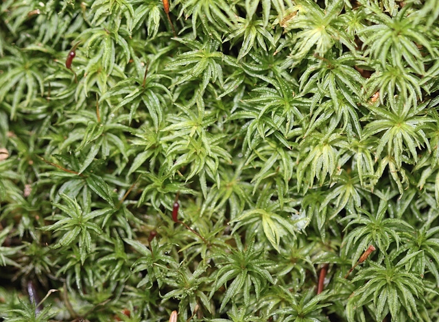 Atrichum undulatum