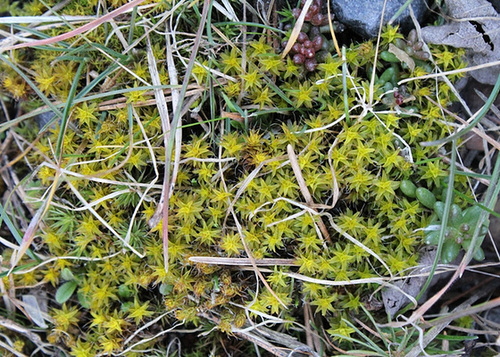 Tortula muralis