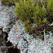 Talus à lichen et Dicranum