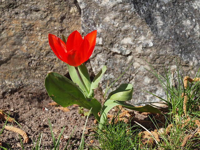 Zwergtulpe