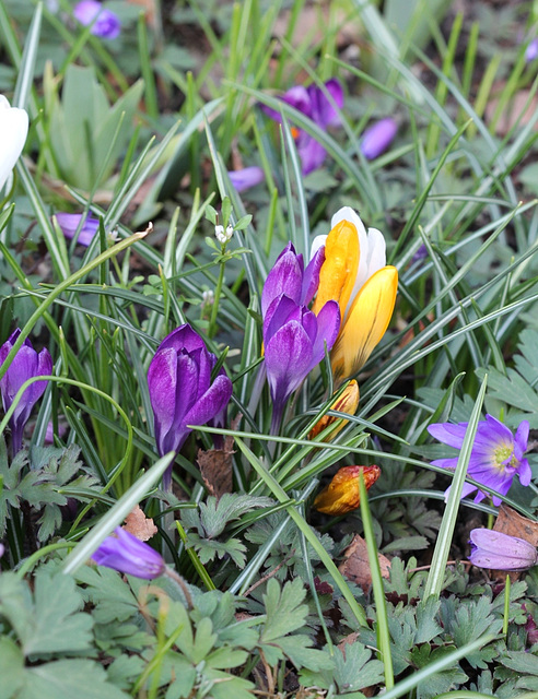 Crocus (3)