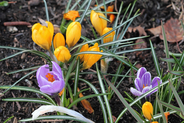 Crocus (4)