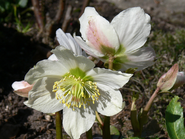 Christrose im Frühjahr