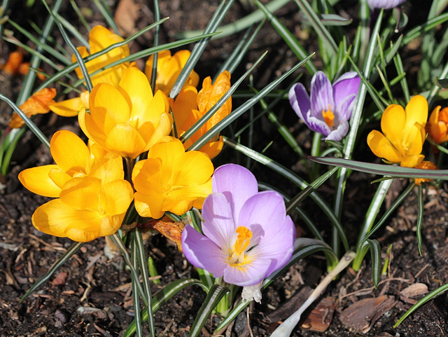 Crocus