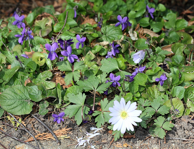 Violettes