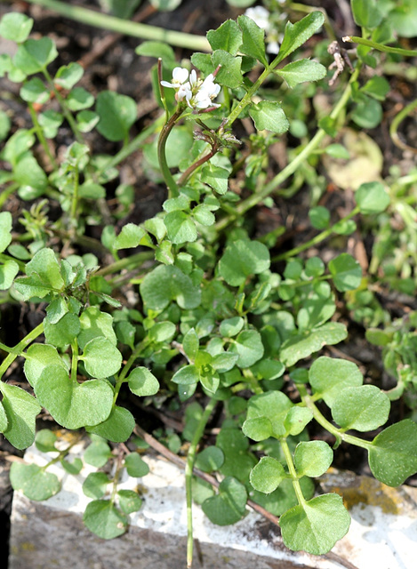 Cardamine hérissée