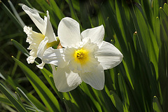 Narcisse face et profil