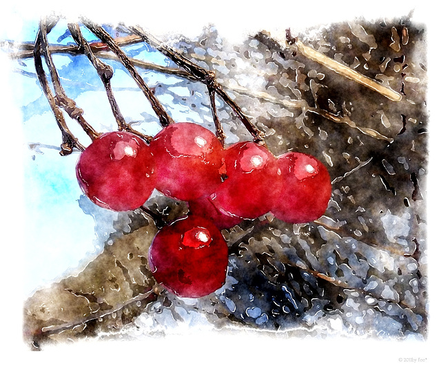 painting berries