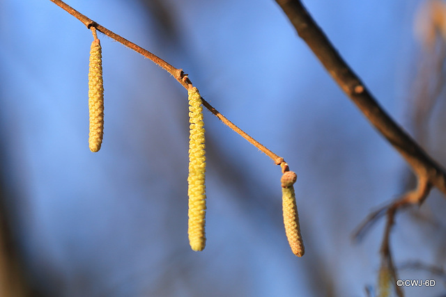 Spring is in the air - Hazel Catkins