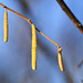 Spring is in the air - Hazel Catkins