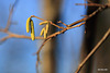 Spring is in the air - Hazel Catkins