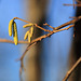 Spring is in the air - Hazel Catkins