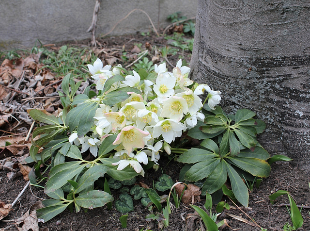 Helleborus niger