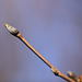 Spring is in the air - Rowan bud