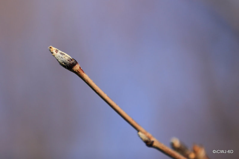 Spring is in the air - Rowan bud