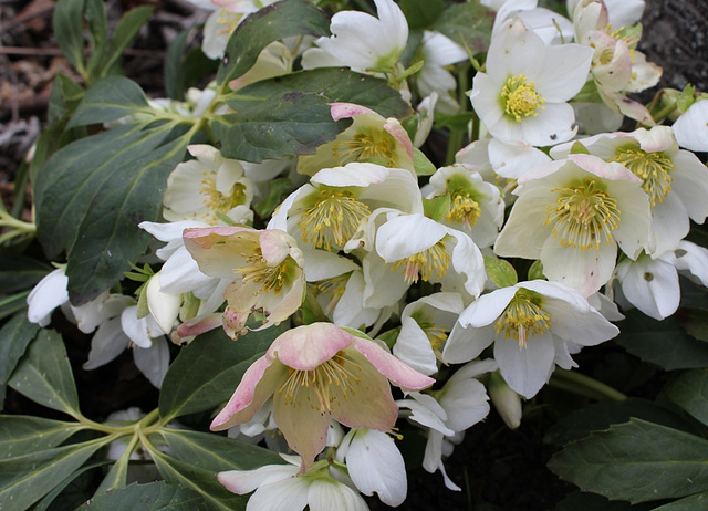 Helleborus niger