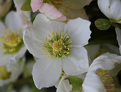 Helleborus niger