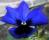 Papillon bleu !