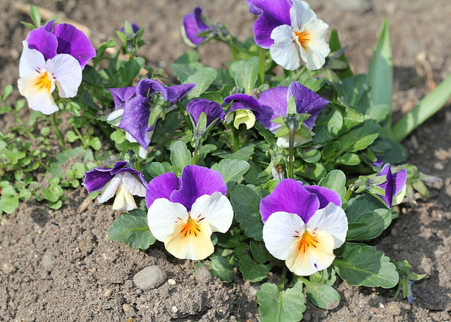 viola cornuta hybride