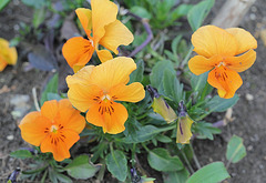 Viola cornuta (2)