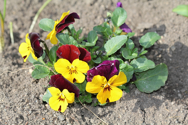 Viola cornuta