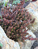 Sedum polytrichoïdes "chocolate Ball"