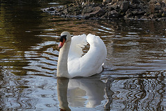 cygne tuberculé 1