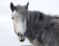 Pferd im Dartmoor