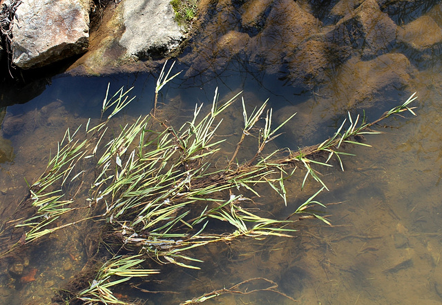 Glyceria fluitans